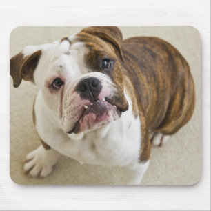 USA, New Jersey, Jersey City, Portrait of cute Mouse Pad
