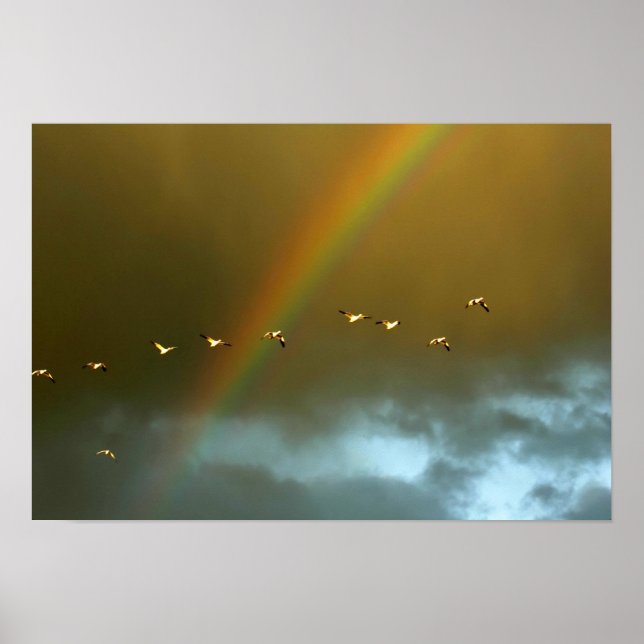 USA, New Mexico, Bosque del Apache National 6 Poster (Front)