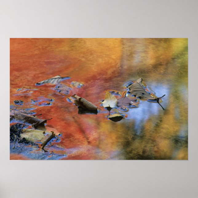 USA, New York, Adirondacks, Fallen Leaves in Poster (Front)