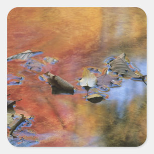 USA, New York, Adirondacks, Fallen Leaves in Square Sticker