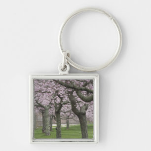 USA, New York, East Hampton. Cherry trees in Keychain