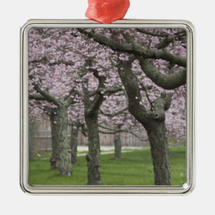 USA, New York, East Hampton. Cherry trees in Metal Ornament