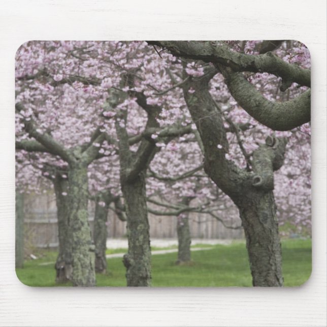 USA, New York, East Hampton. Cherry trees in Mouse Pad (Front)