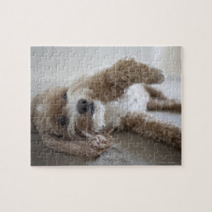 USA, New York, New York City, Brooklyn, Cockapoo Jigsaw Puzzle