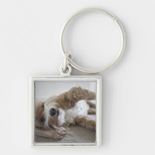USA, New York, New York City, Brooklyn, Cockapoo Keychain