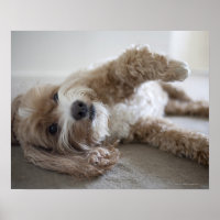 USA, New York, New York City, Brooklyn, Cockapoo