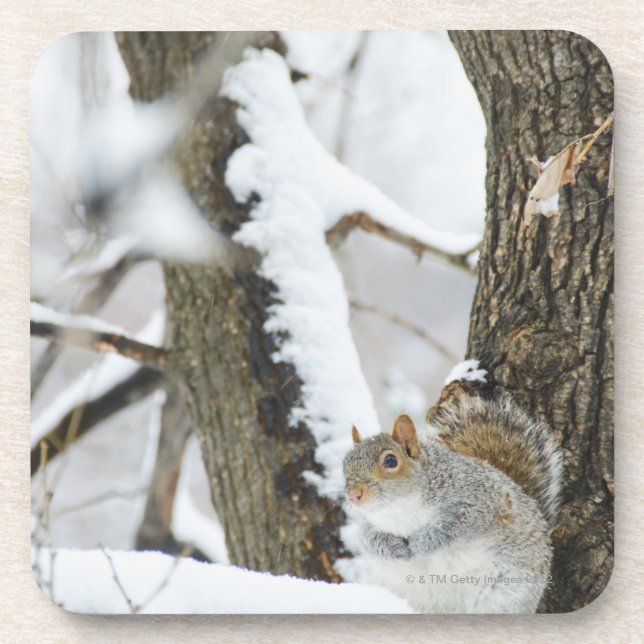 USA, New York, New York City, squirrel sitting Coaster (Front)