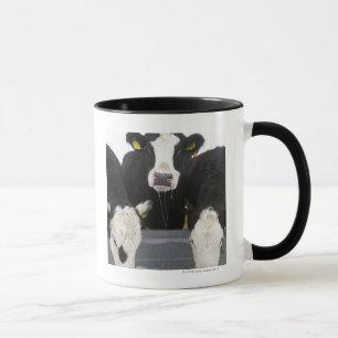 USA, New York State, Cows drinking from frozen Mug