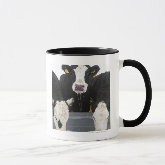 USA, New York State, Cows drinking from frozen Mug (Right)