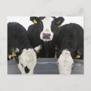 USA, New York State, Cows drinking from frozen Postcard