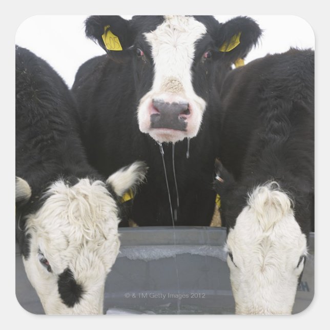 USA, New York State, Cows drinking from frozen Square Sticker (Front)