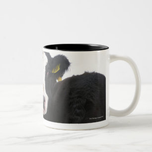 USA, New York State, Cows drinking from frozen Two-Tone Coffee Mug