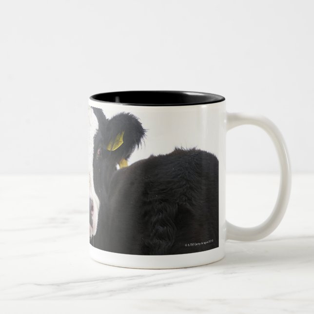 USA, New York State, Cows drinking from frozen Two-Tone Coffee Mug (Right)