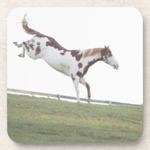 USA, New York State, Hudson, Horse jumping in Coaster