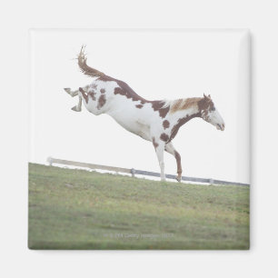 USA, New York State, Hudson, Horse jumping in Magnet