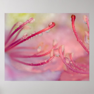 USA, North Carolina. Catawba rhododendron with Poster