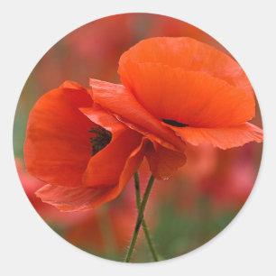 USA, North Carolina. Close-up of poppy Classic Round Sticker