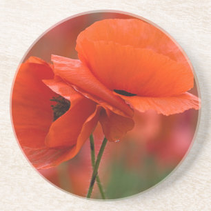 USA, North Carolina. Close-up of poppy Coaster