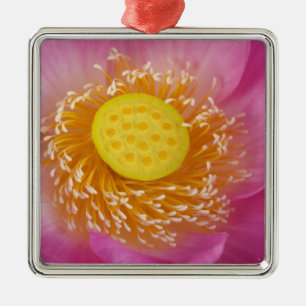 USA; North Carolina; Lotus blooming in the Metal Ornament