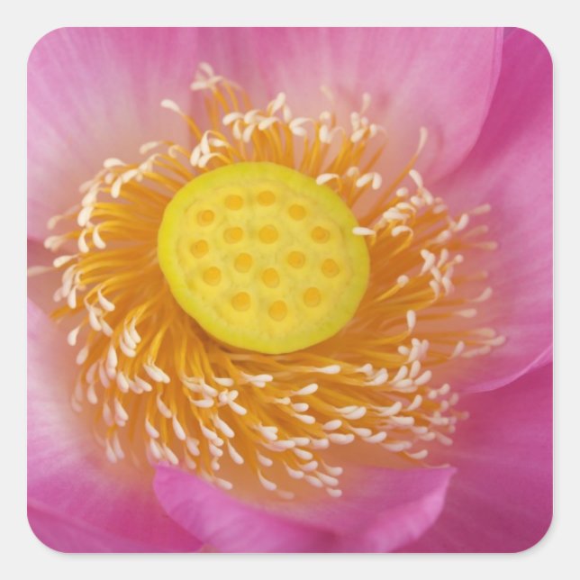 USA; North Carolina; Lotus blooming in the Square Sticker (Front)