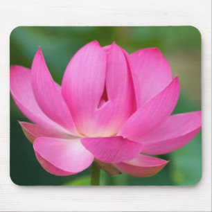 USA; North Carolina; Lotus blossom Mouse Pad