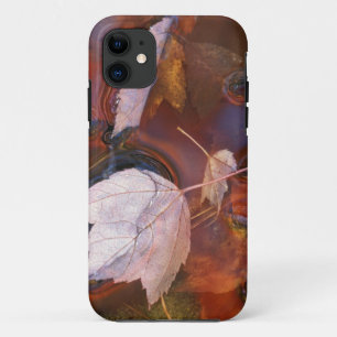 USA, Northeast, Fall leaves in puddle with iPhone 11 Case