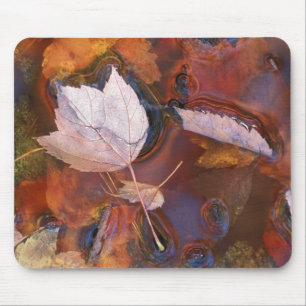 USA, Northeast, Fall leaves in puddle with Mouse Pad