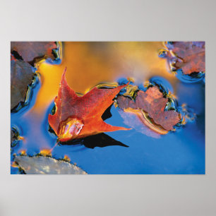 USA, Northeast, Maple Leaf in Reflection Poster