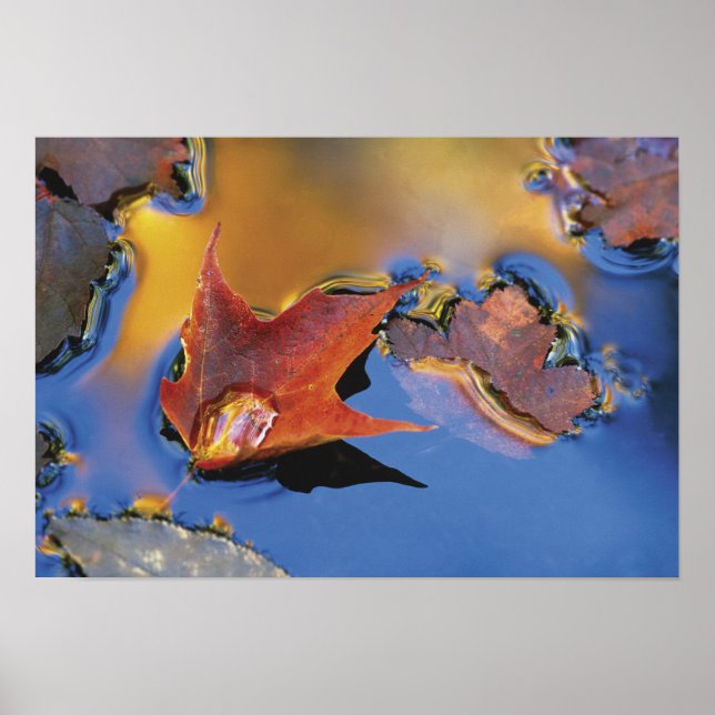 USA, Northeast, Maple Leaf in Reflection Poster (Front)
