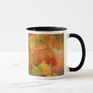 USA, Northeast, Maple Leaves in Rain. Credit as: Mug