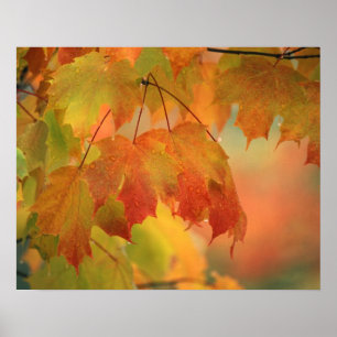 USA, Northeast, Maple Leaves in Rain. Credit as: Poster