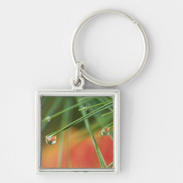 USA, Northeast, Pine tree needles with drops of Keychain (Front)