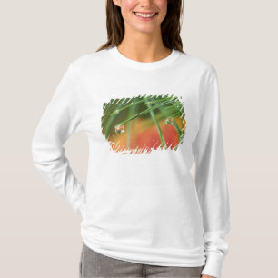 USA, Northeast, Pine tree needles with drops of T-Shirt