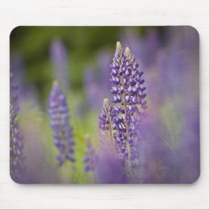 USA, Northeastern Minnesota, near Silver Bay, Mouse Pad