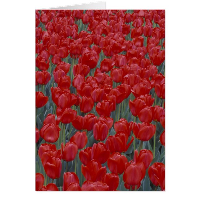 USA, Ohio, Cincinnati. Bed of red tulips (Front)