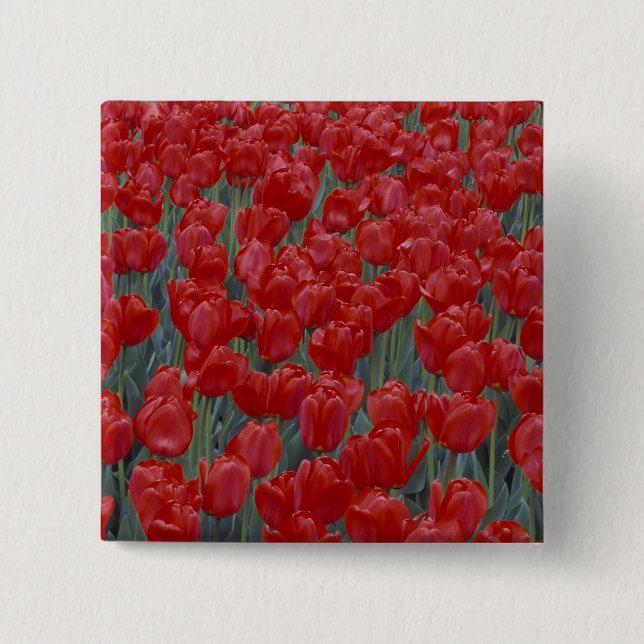 USA, Ohio, Cincinnati. Bed of red tulips 2 Inch Square Button (Front)