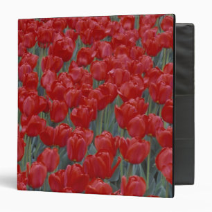 USA, Ohio, Cincinnati. Bed of red tulips Binder
