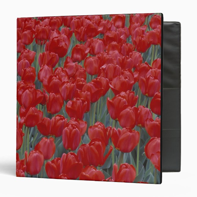 USA, Ohio, Cincinnati. Bed of red tulips Binder (Front/Inside)