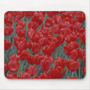 USA, Ohio, Cincinnati. Bed of red tulips Mouse Pad