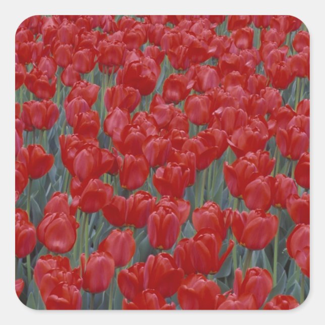 USA, Ohio, Cincinnati. Bed of red tulips Square Sticker (Front)