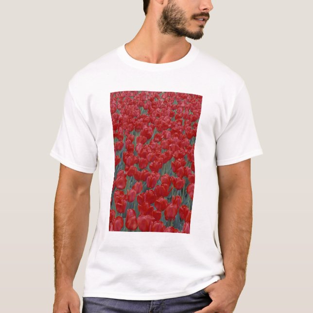 USA, Ohio, Cincinnati. Bed of red tulips T-Shirt (Front)
