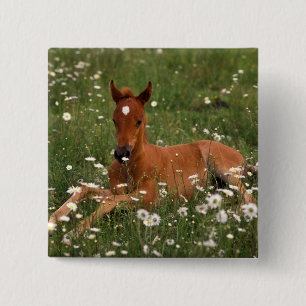 USA, Oregon, Arabian Pony. 2 Inch Square Button