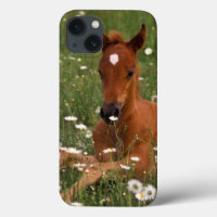 USA, Oregon, Arabian Pony.