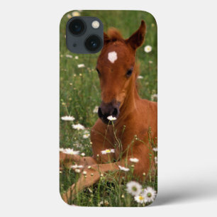 USA, Oregon, Arabian Pony. iPhone 13 Case