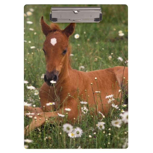 USA, Oregon, Arabian Pony. Clipboard (Front)