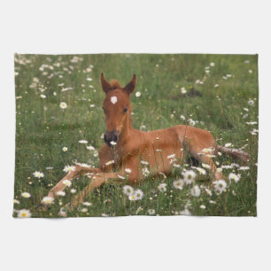 USA, Oregon, Arabian Pony. Kitchen Towel