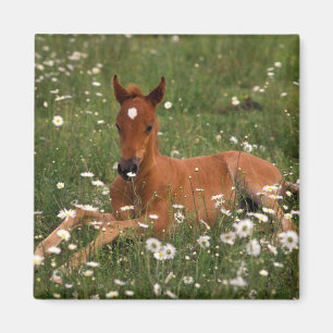 USA, Oregon, Arabian Pony. Magnet