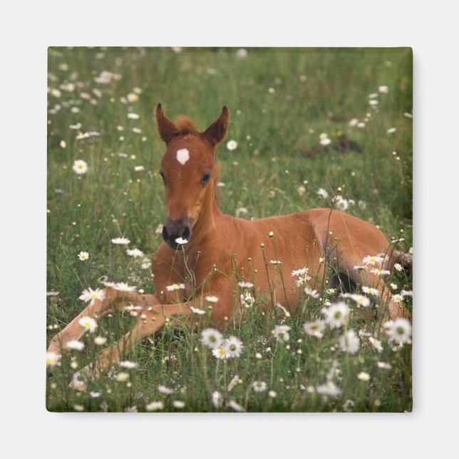 USA, Oregon, Arabian Pony. Magnet (Front)