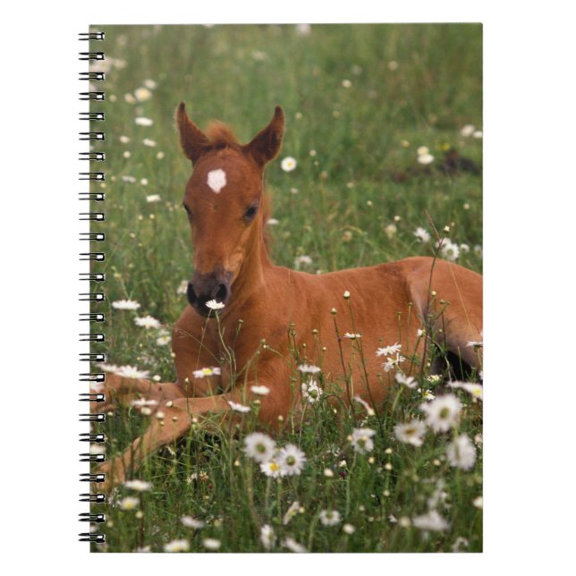 USA, Oregon, Arabian Pony. Notebook (Front)