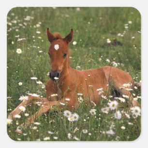 USA, Oregon, Arabian Pony. Square Sticker